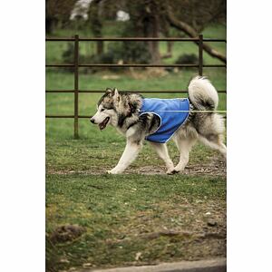alaska-scooby-73-