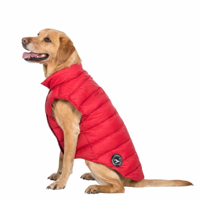 dogby-uuacpto10002-pxr-l01